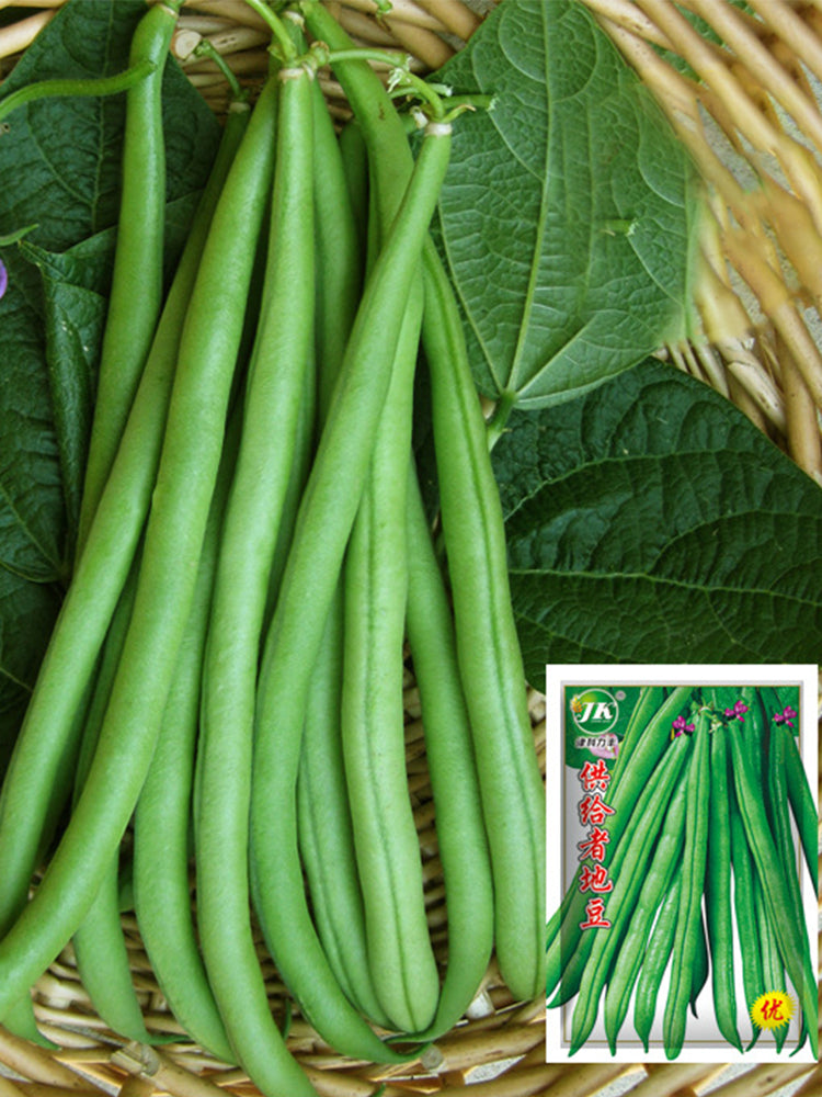 Supplier Snap Beans