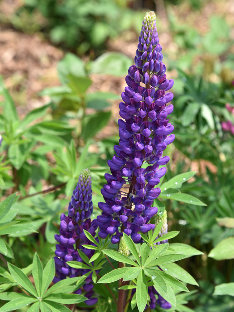 Blue Lupin