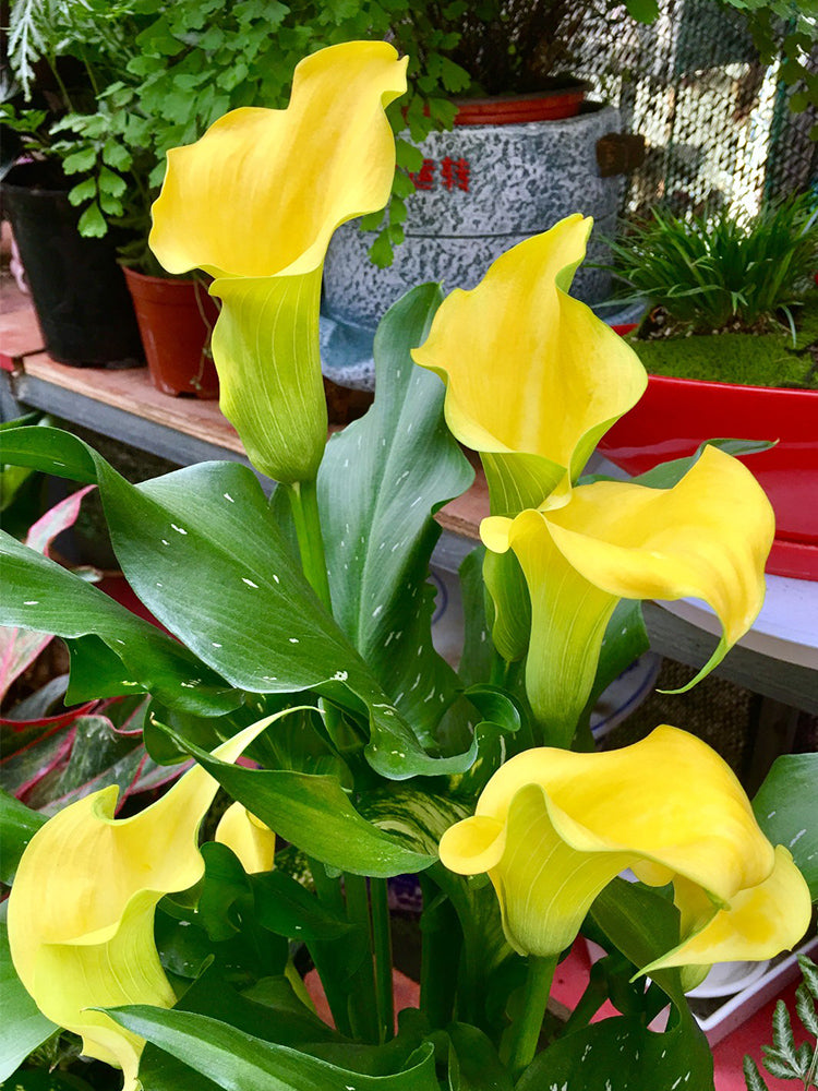 'Dana' Calla Lily