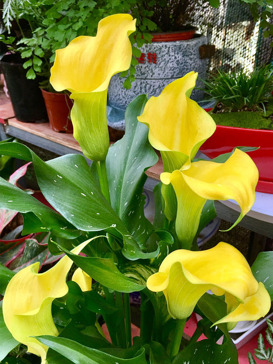 'Dana' Calla Lily