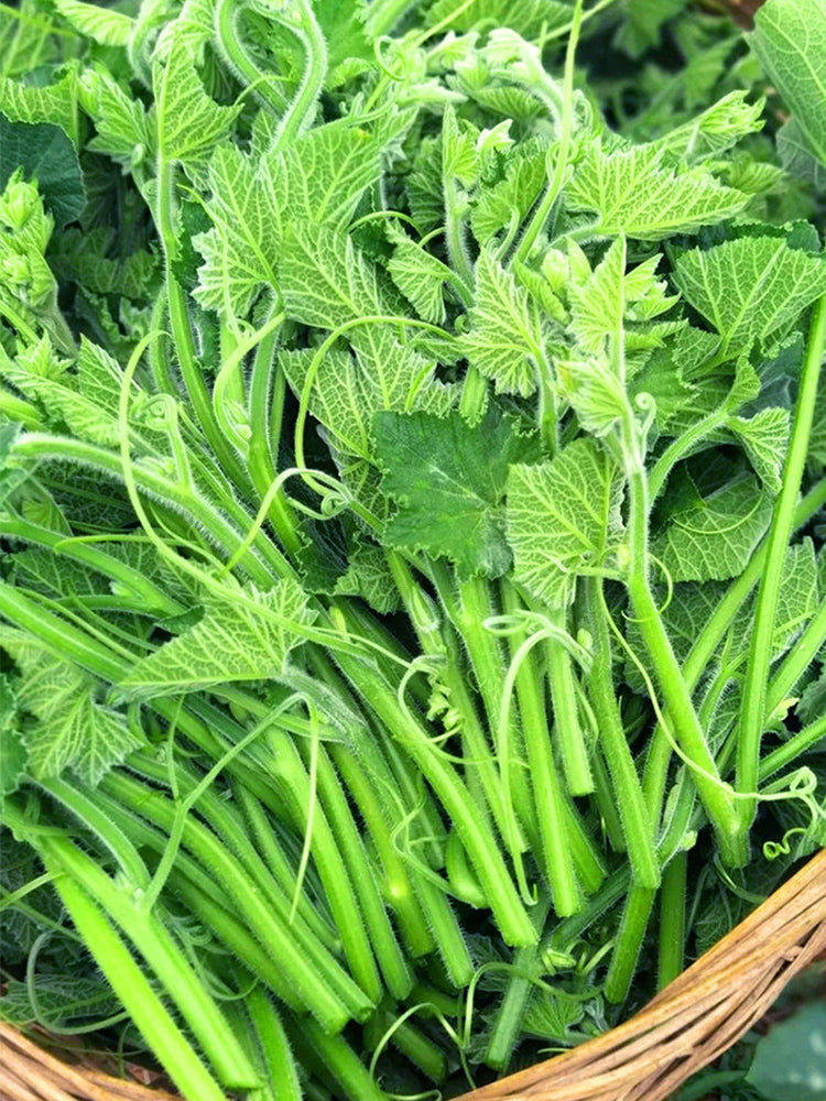 Feizai Pumpkin Shoots