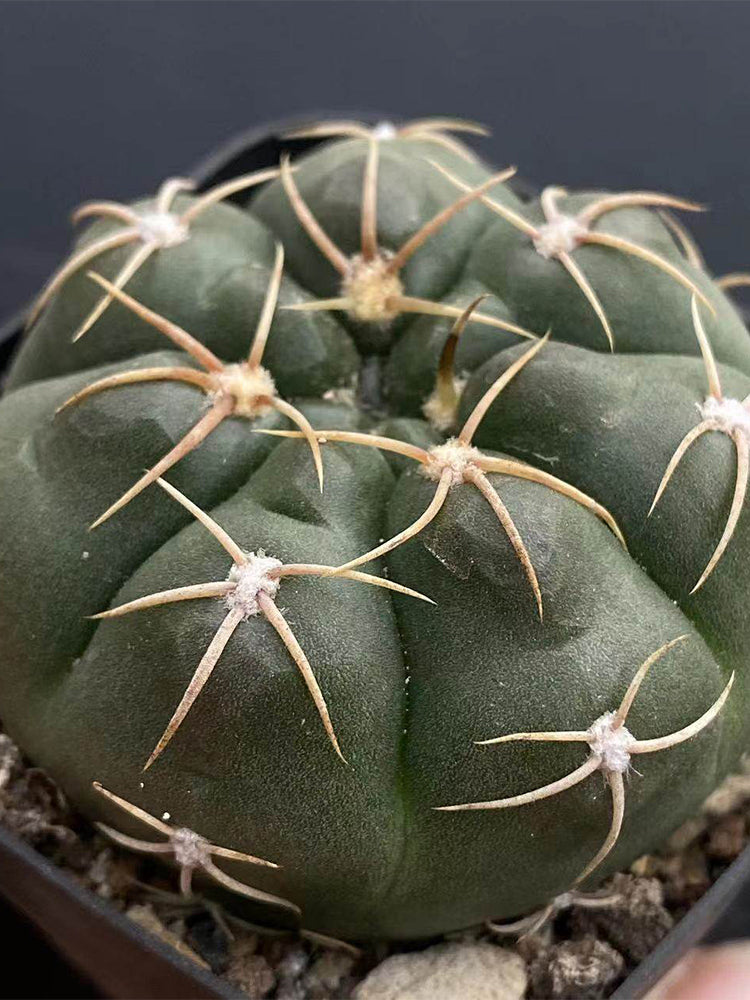 Gymnocalycium denudatum var. paraguayensis