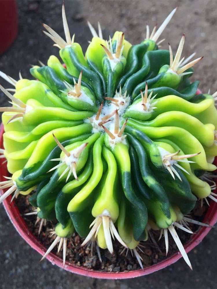 Echinofossulocactus multicostatus f. variegata