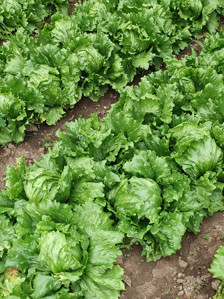 Meilü 103 Crisphead Lettuce