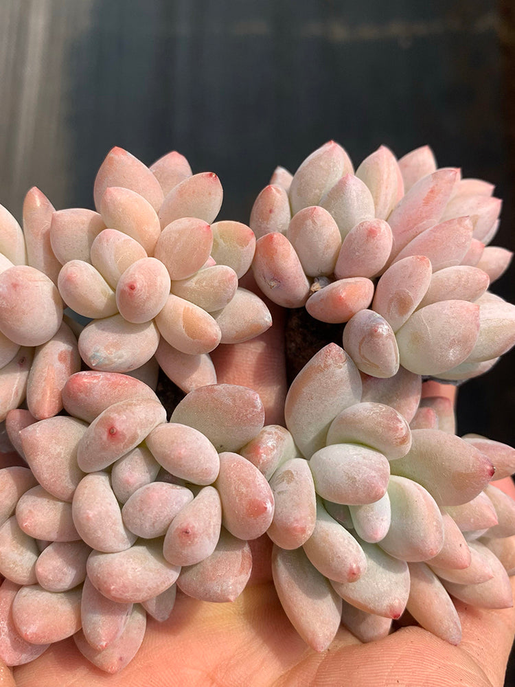Echeveria 'Perfume'‌