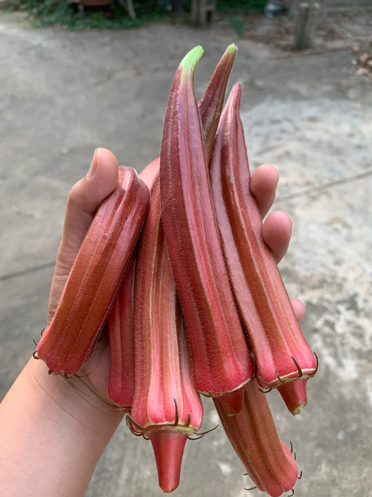 Fruit Red Okra