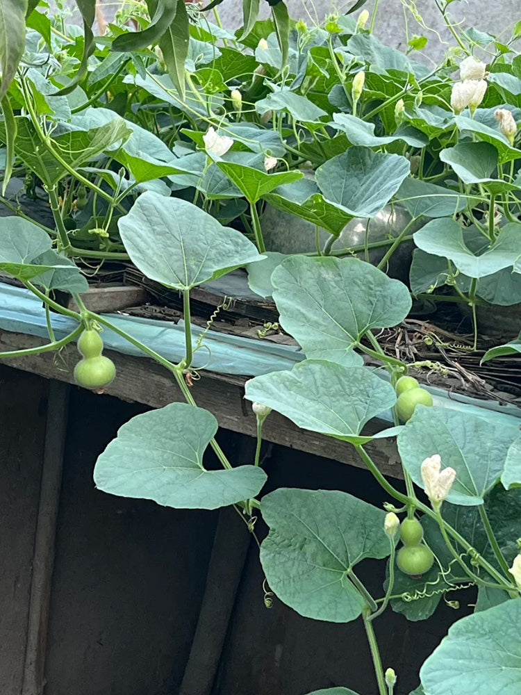 Extra Small Bottle Gourd