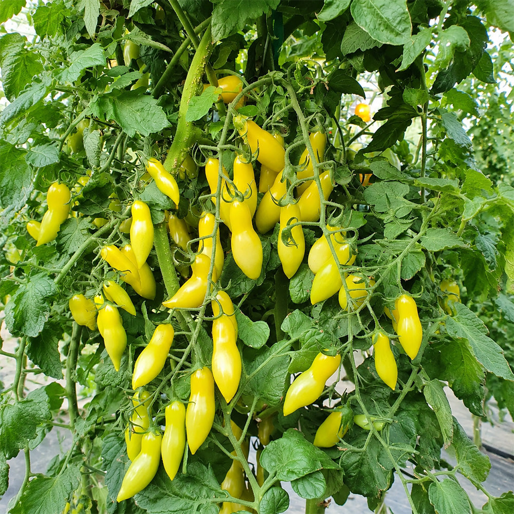 1 Dancing Green Fingers Tomato