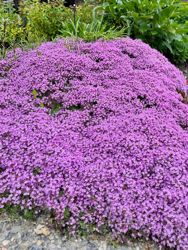 Creeping Thyme