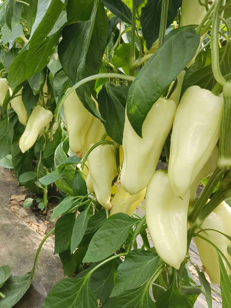 Specialty White Chili Pepper