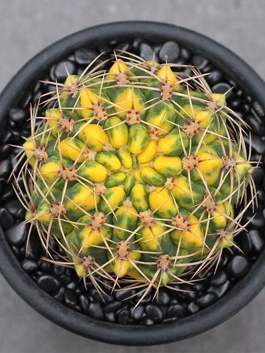 Variegated Gymnocalycium baldianum