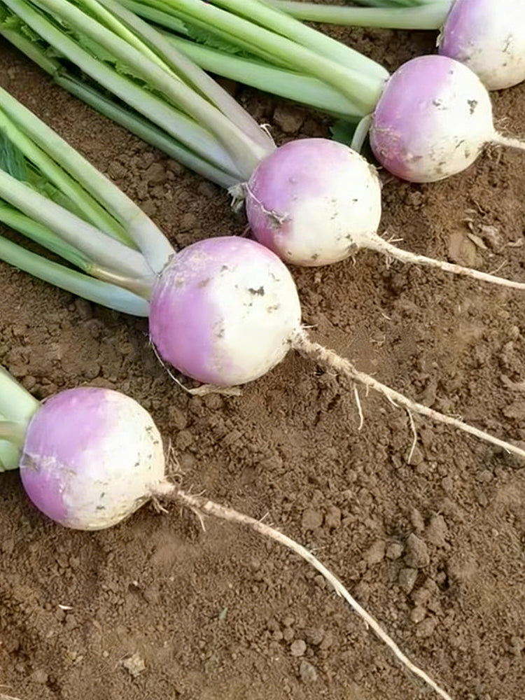 'Lucky' F1 Hybrid Turnip