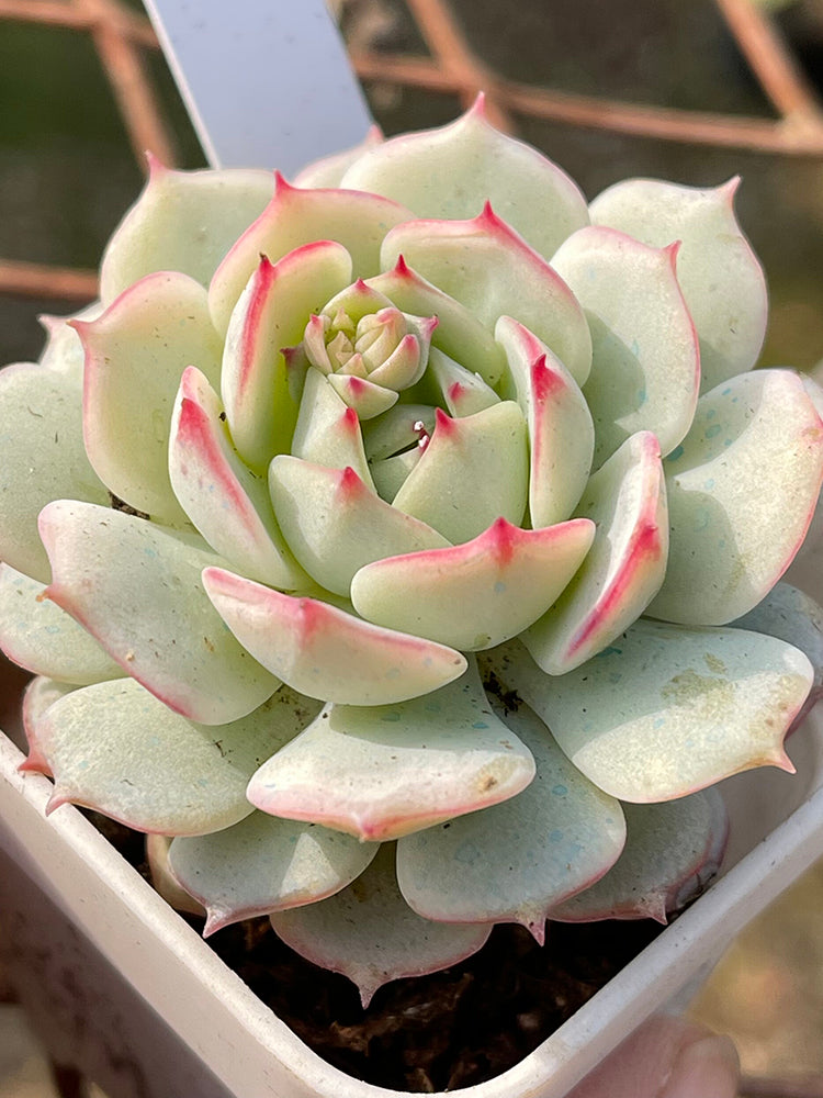 Echeveria derenbergii Captain Hay