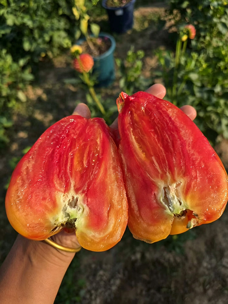 997 Amber Scallop Tomato