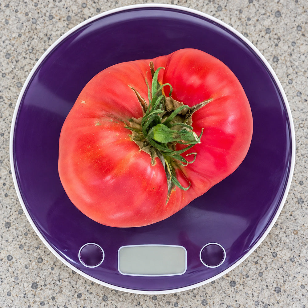 250 Jackass Red Dwarf Tomato