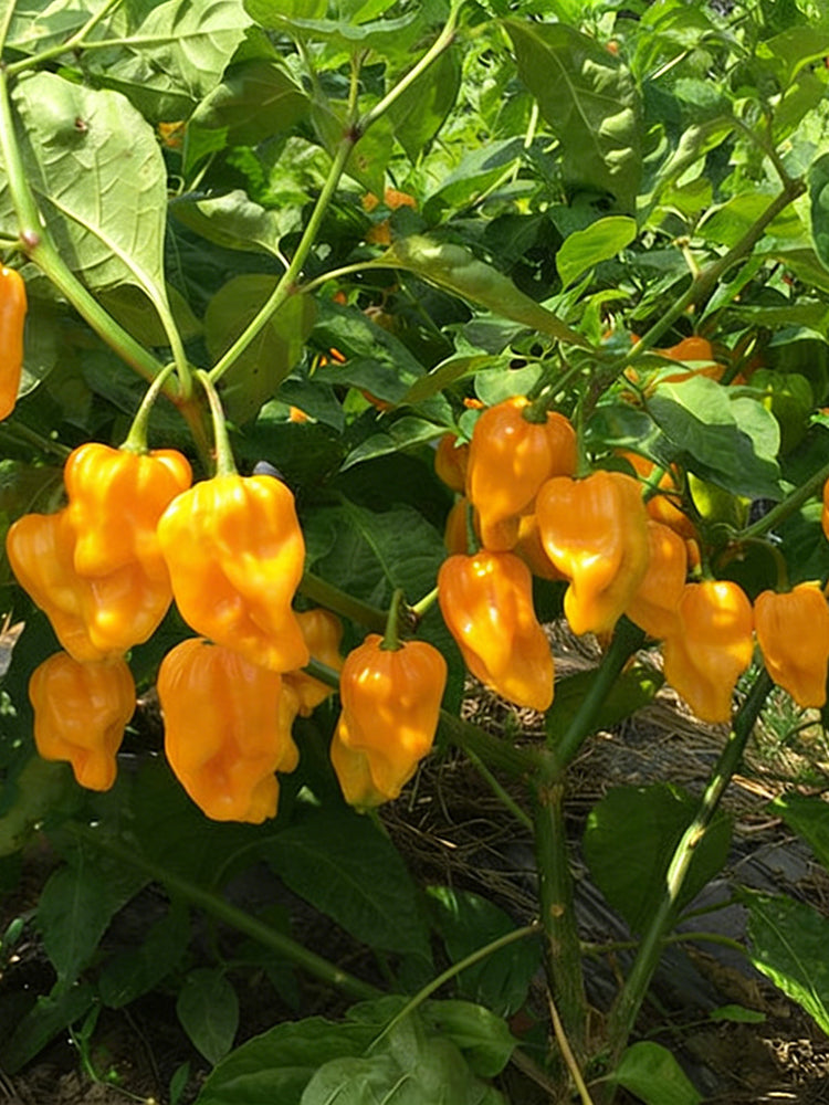 Hainan Yellow Lantern Pepper