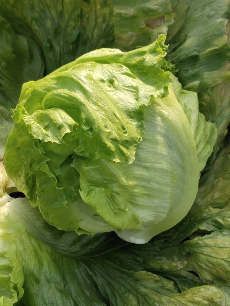 Caesar Crisphead Lettuce