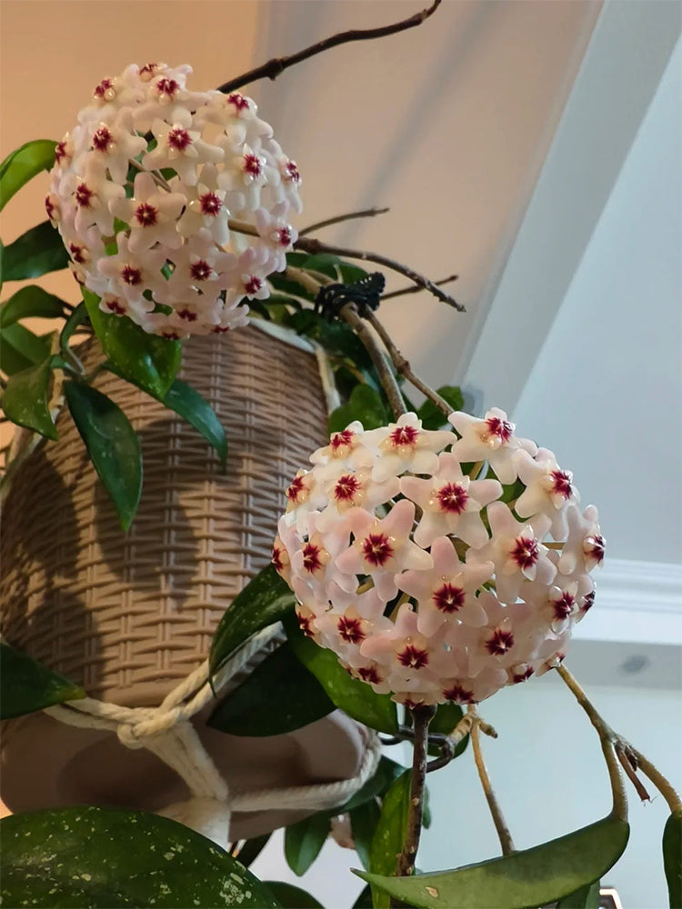 Hoya trinervia 'Splash' Unrooted Stem Cuttings