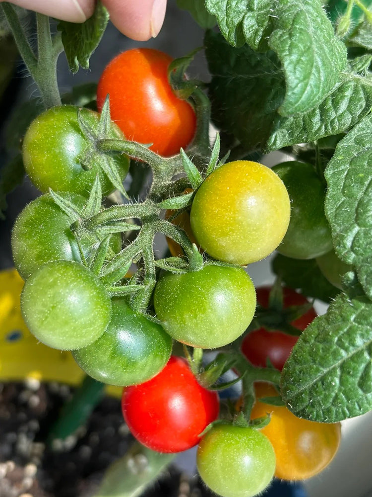 Siberian Mini Greenhouse Tomato