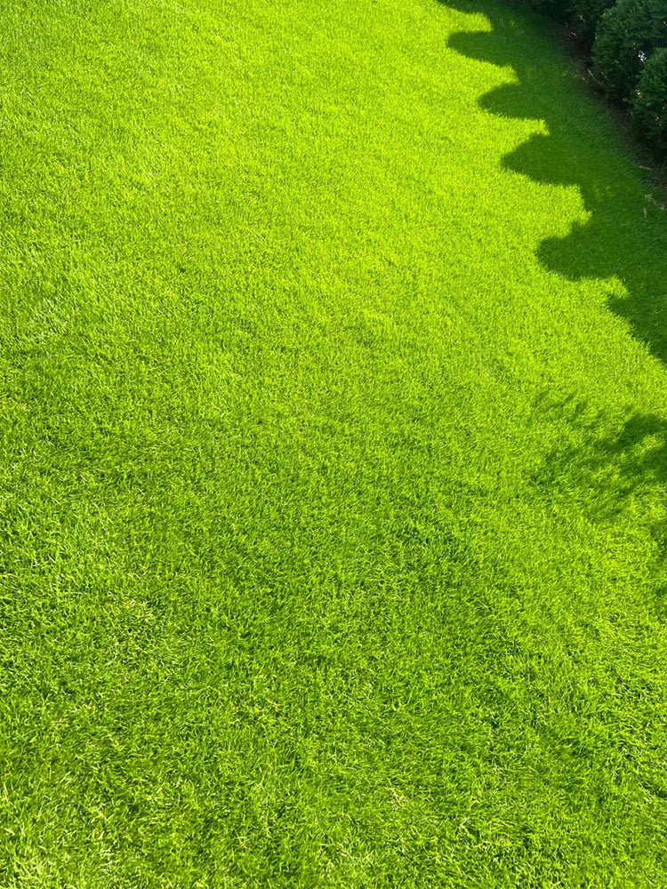 Creeping Bentgrass