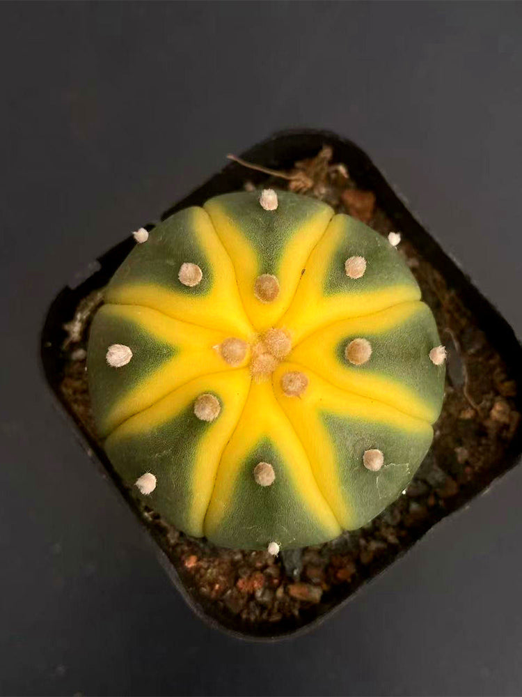 Astrophytum asterias Variegata