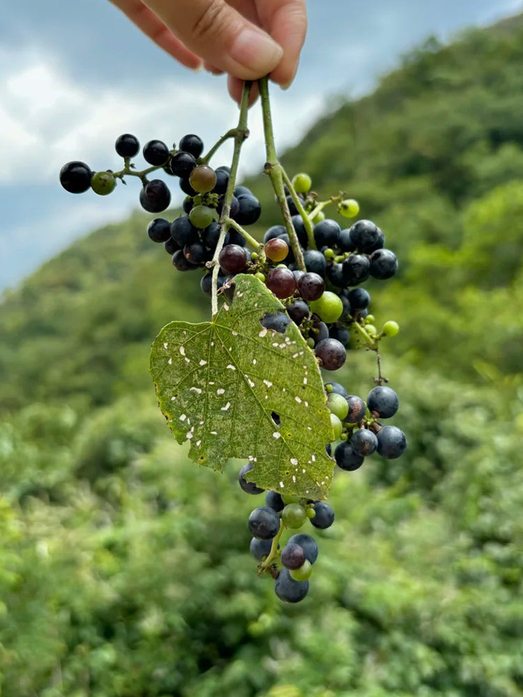 Mountain Grape