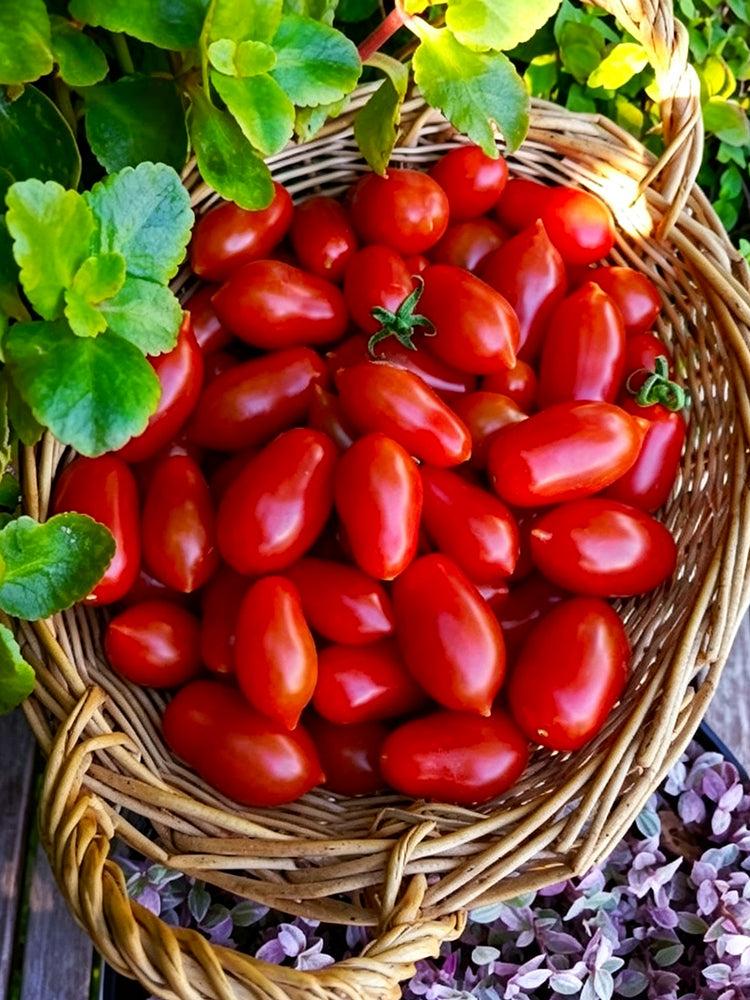 968 Red Date Tomato