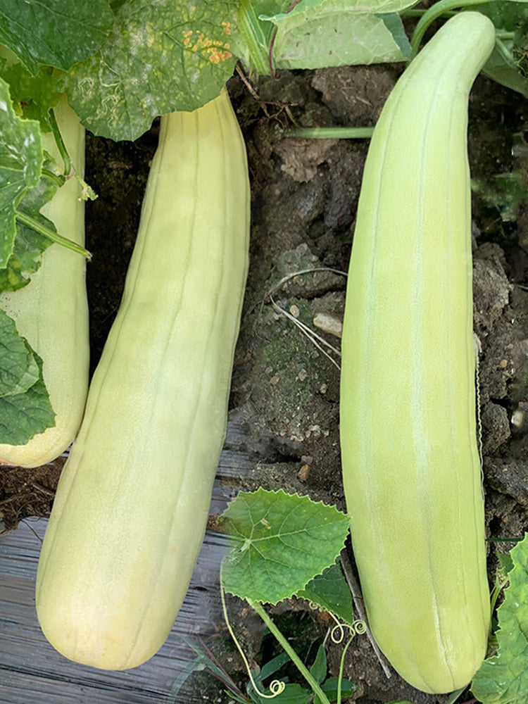 Yangchun White Melons