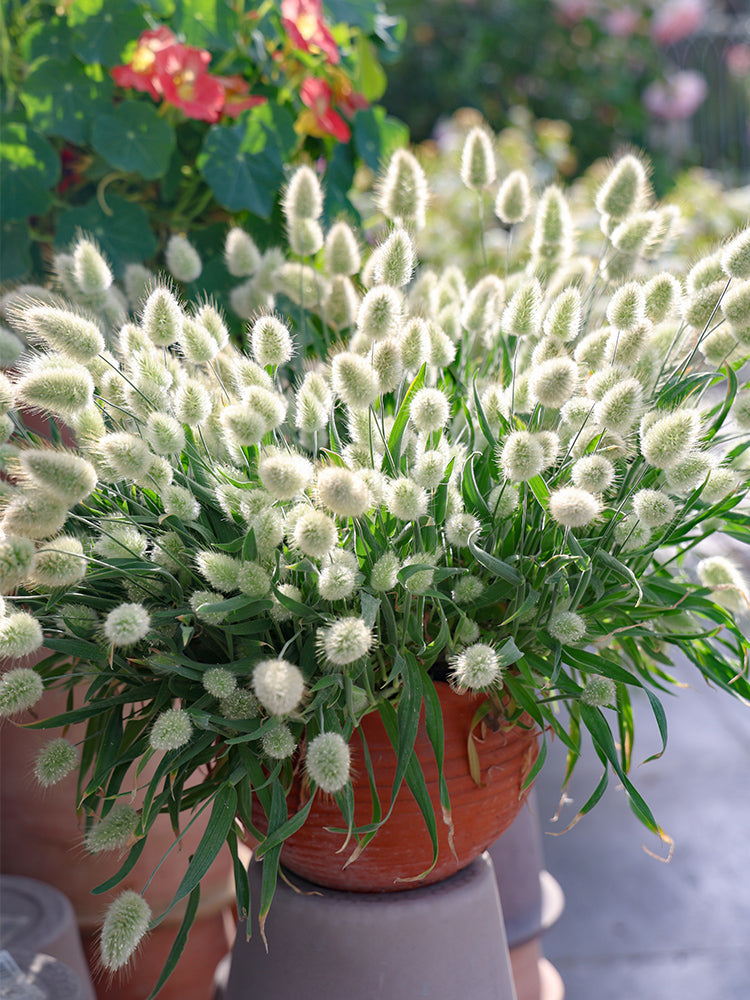 Hezhichun Bunny Tail Grass