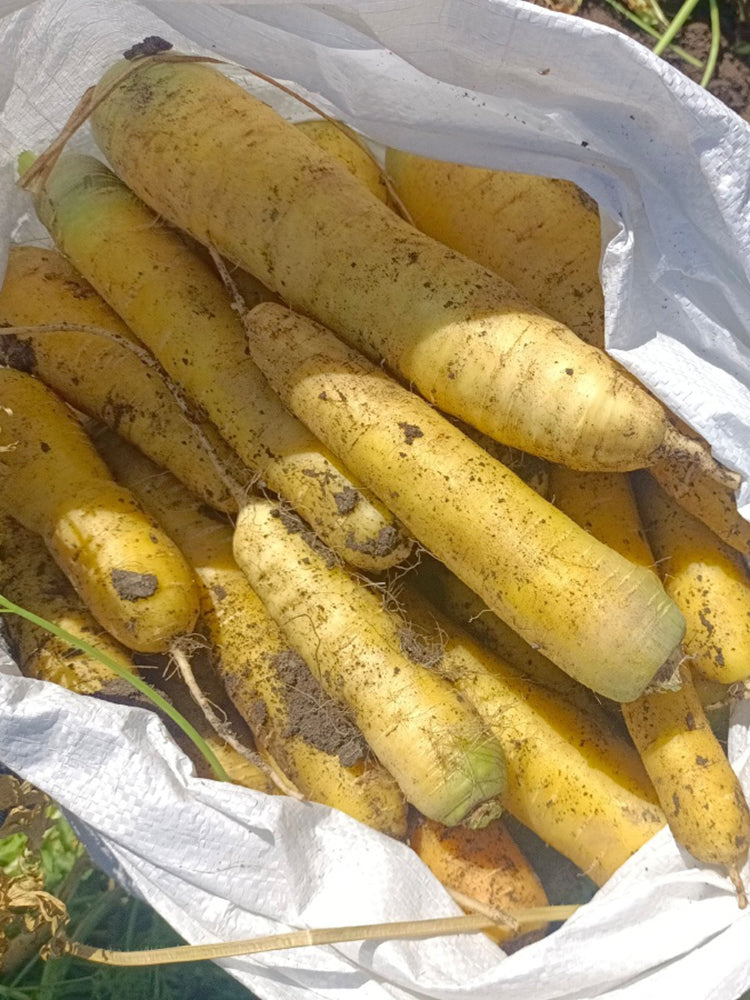 Qitou Yellow Carrot