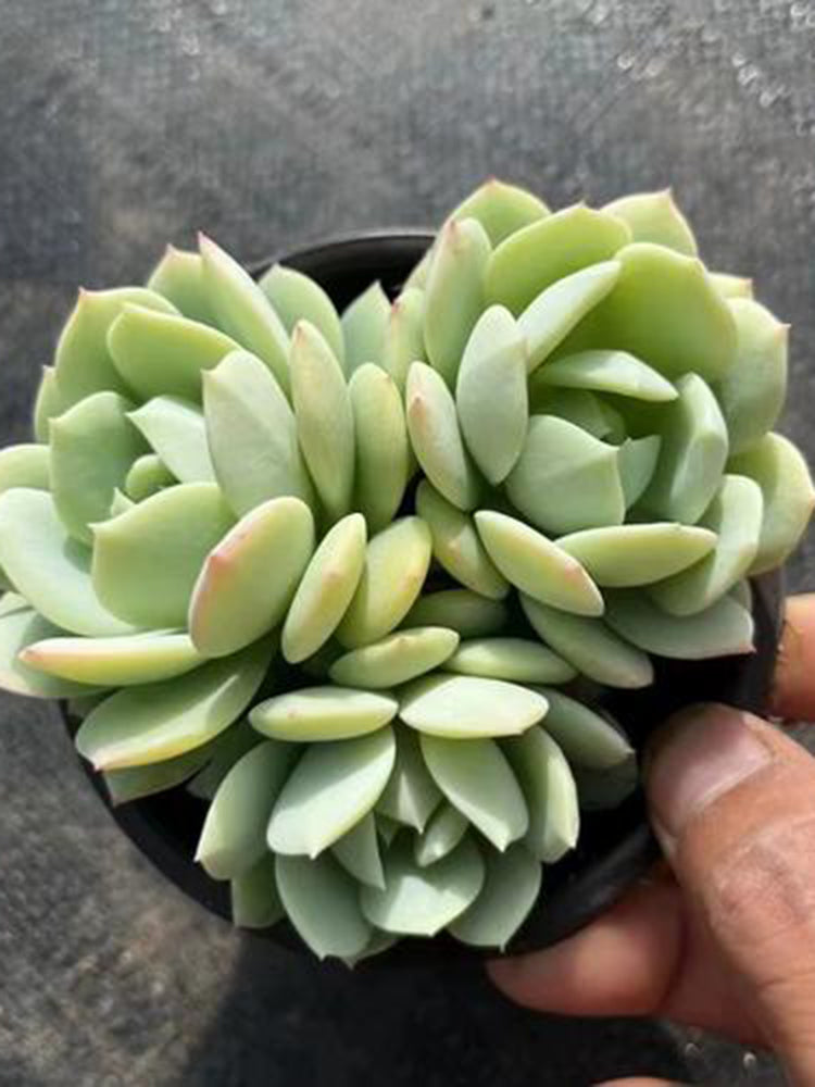 Echeveria cv. 'Love Song'