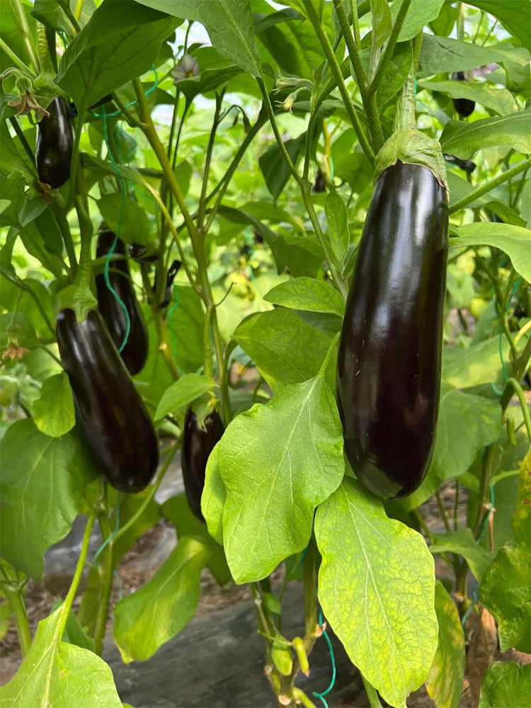 'Changza 218' Eggplant