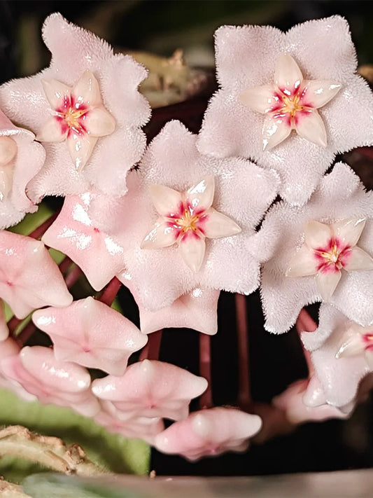 Hoya commutata Unrooted Stem Cuttings