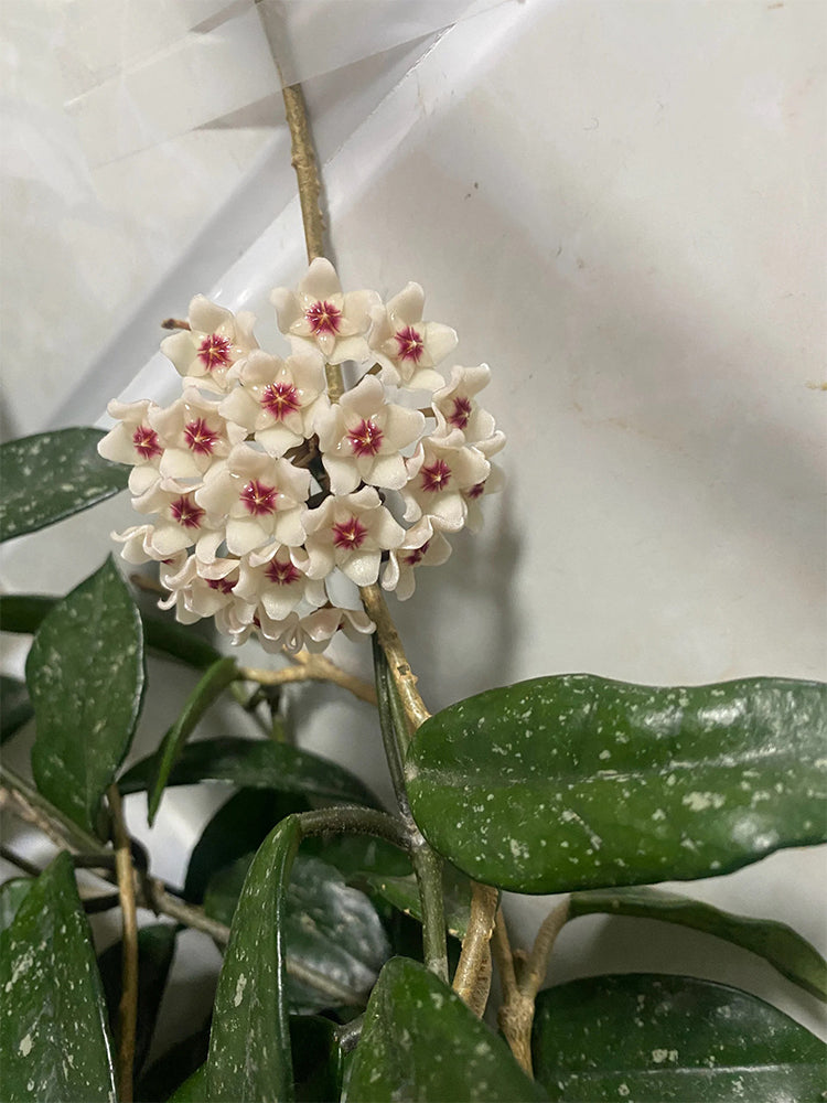 Hoya trinervia 'Splash' Unrooted Stem Cuttings