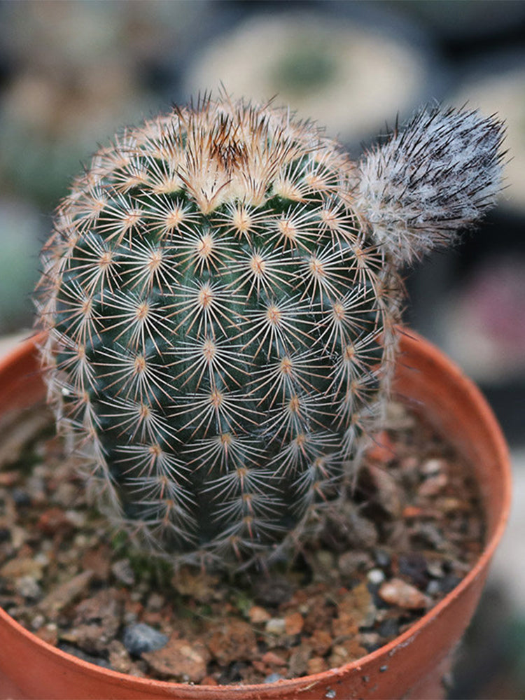 Echinocereus melanocentrus