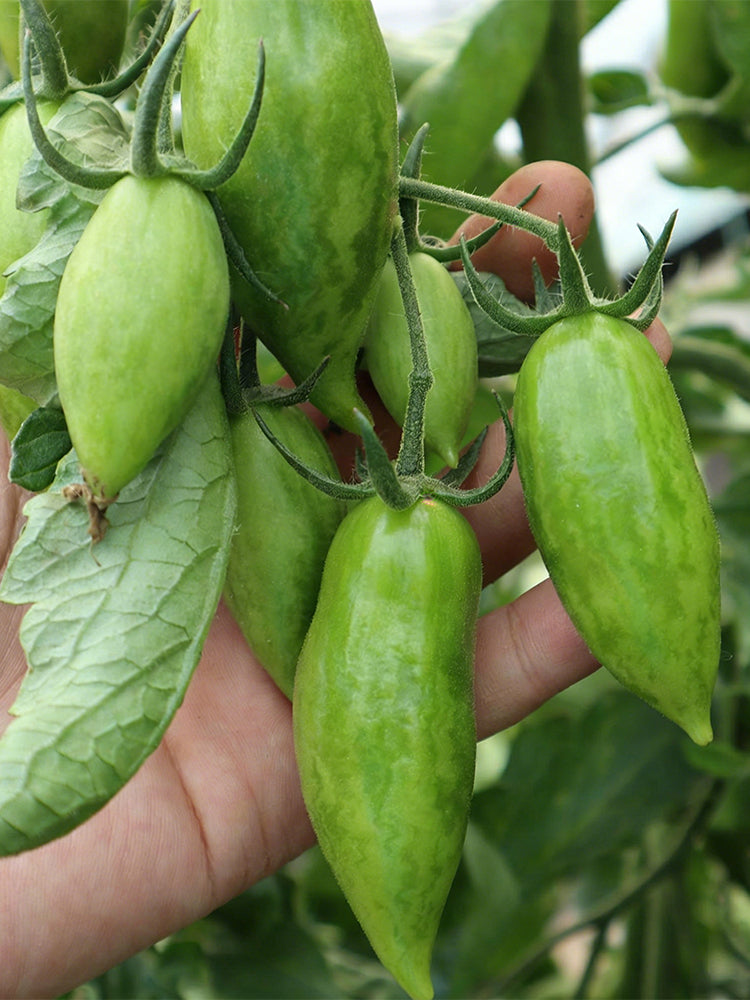 Zixia Tomato