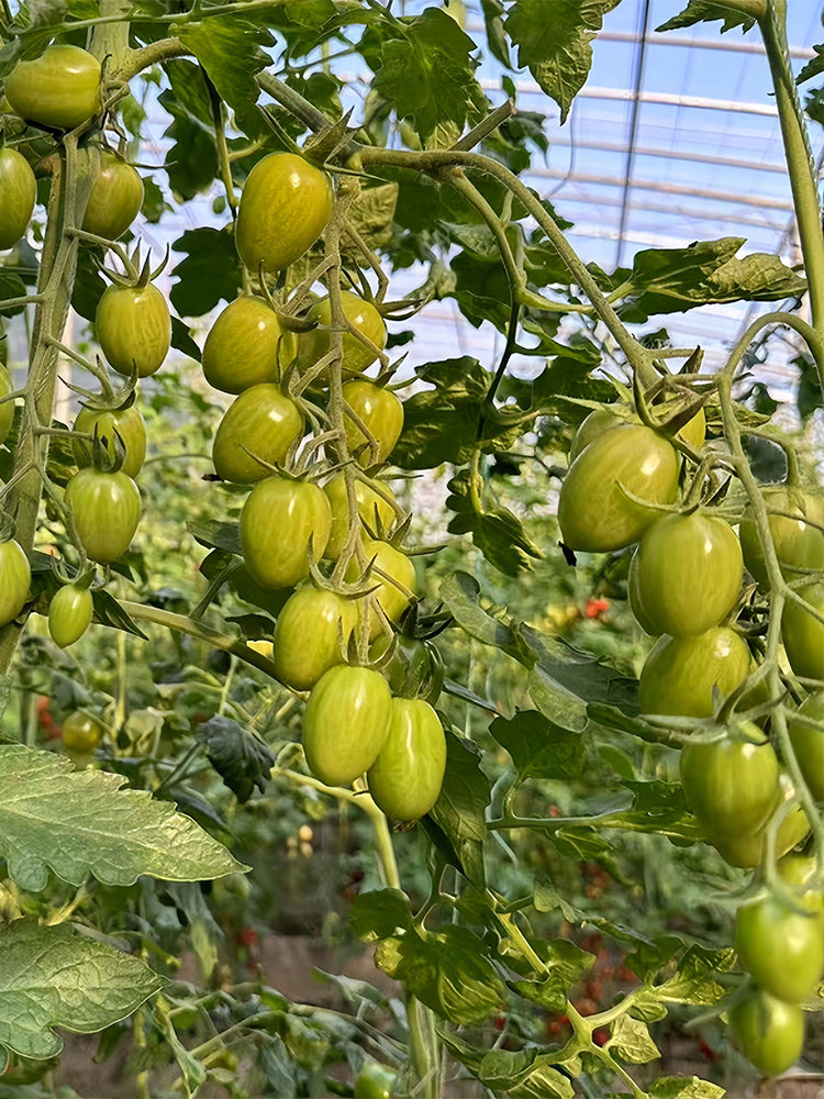 Qingguo Qingcheng F1 Tomato