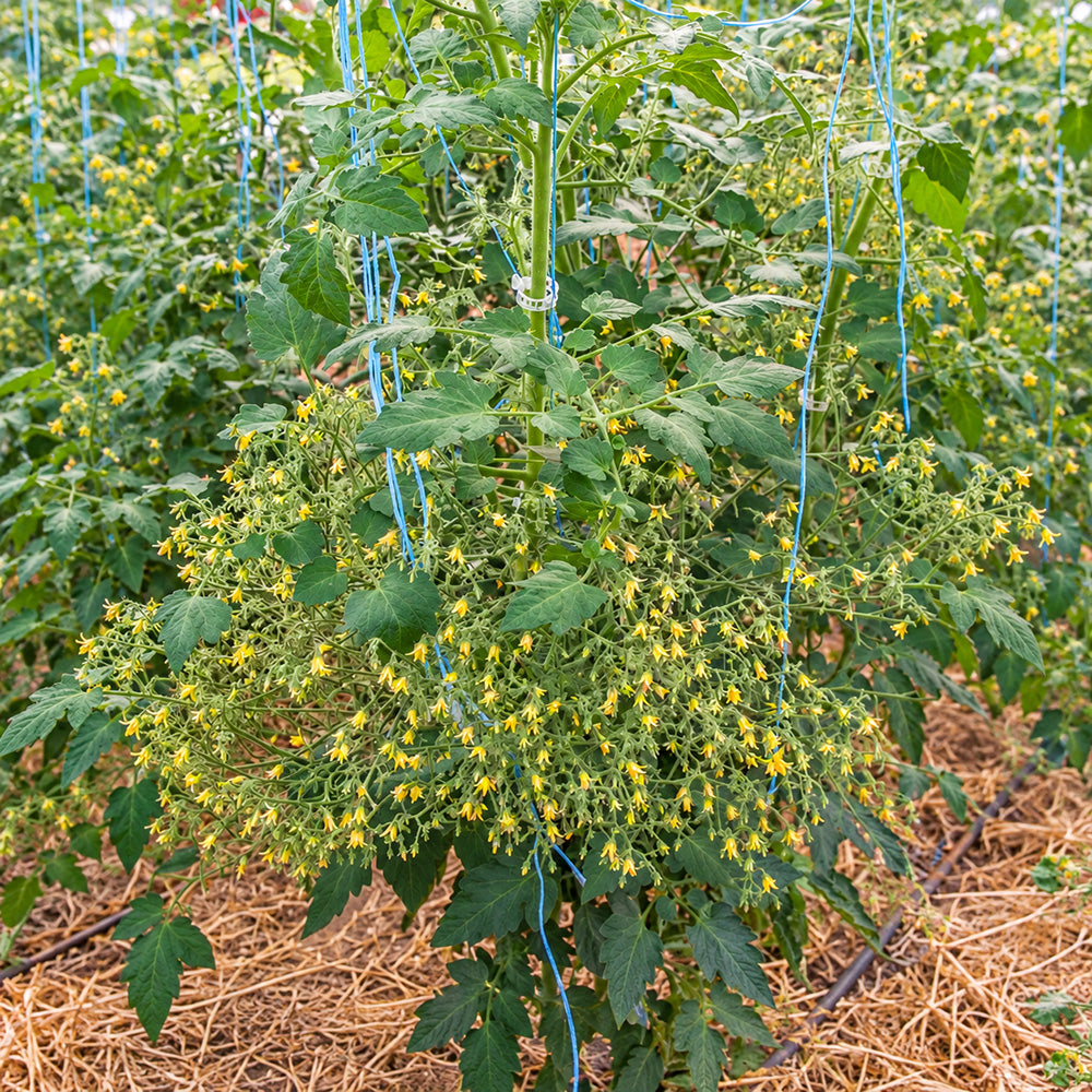 227 Myriam Multiflora Tomato