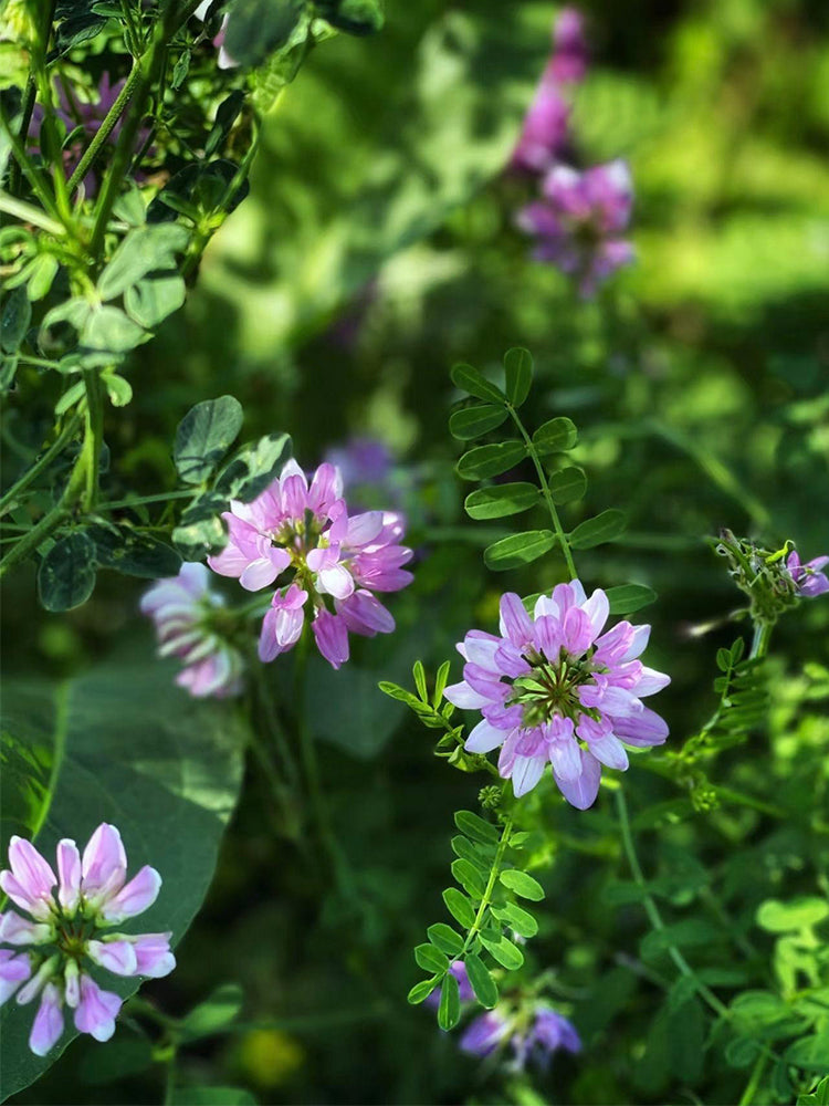 Crown Vetch