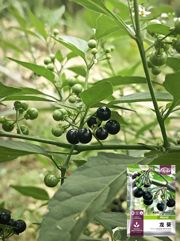 Black Nightshade