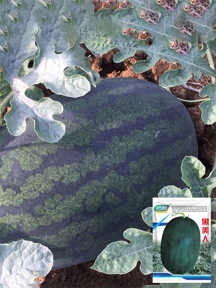 'Midnight Emperor' Black Beauty Watermelon