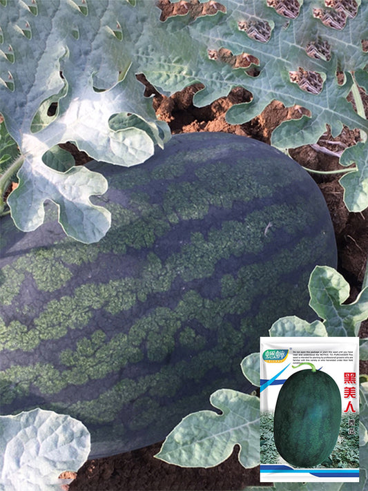 'Midnight Emperor' Black Beauty Watermelon
