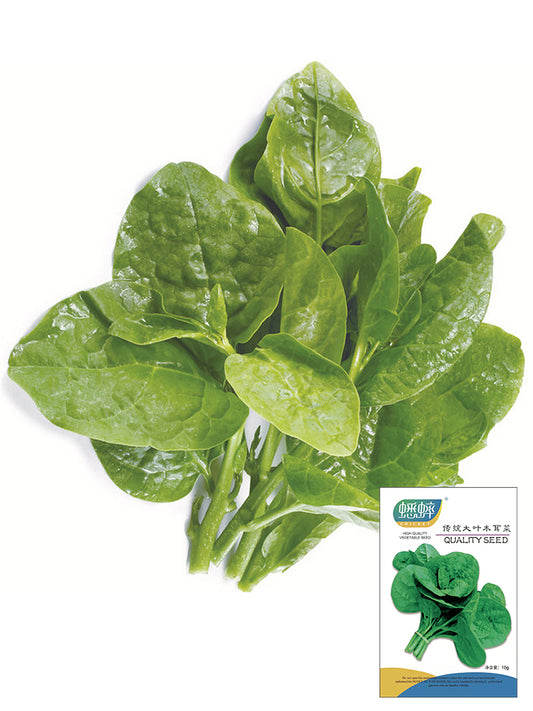 Large-Leaf Malabar Spinach