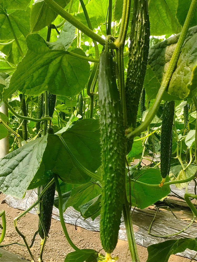 'Holland Spring-Autumn Shiny Pioneer' F1 Cucumbers