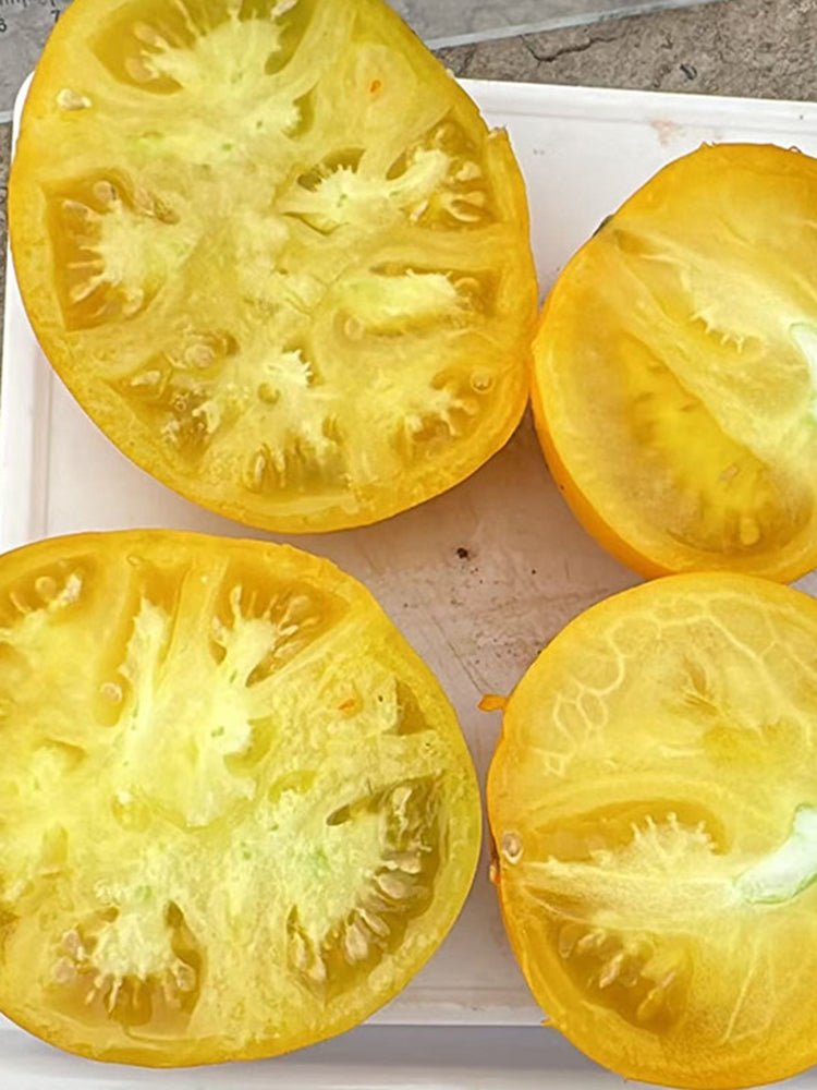 'Yellow Beauty' Beefsteak Tomato