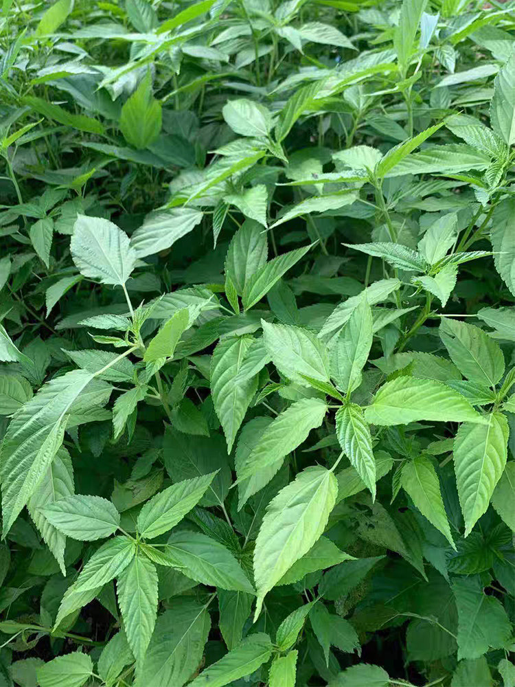Corchorus olitorius