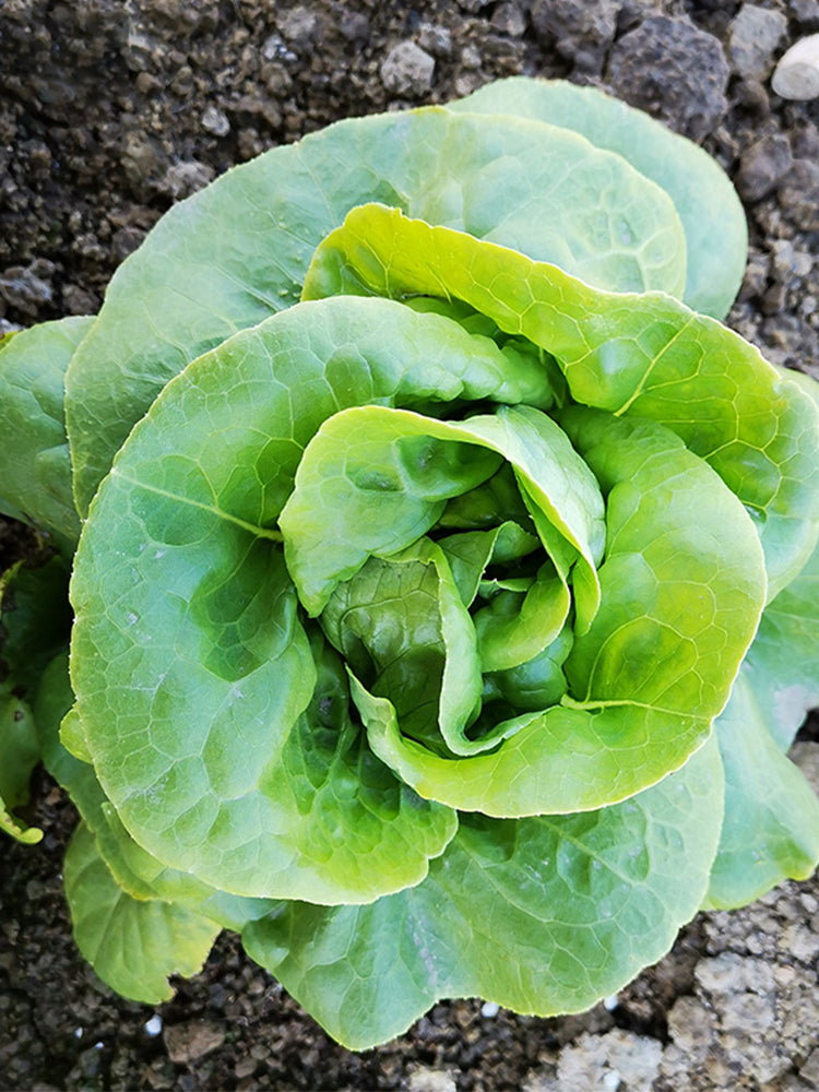 Silken Butter Lettuce (Lactuca sativa)