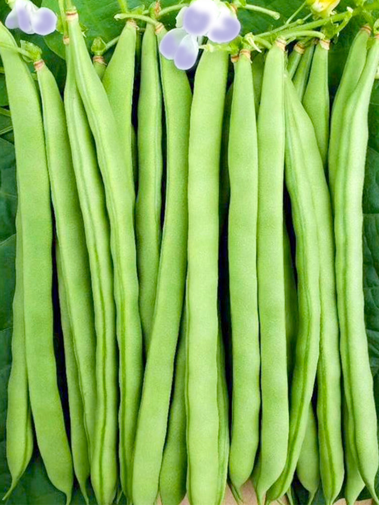 Supplier Snap Beans