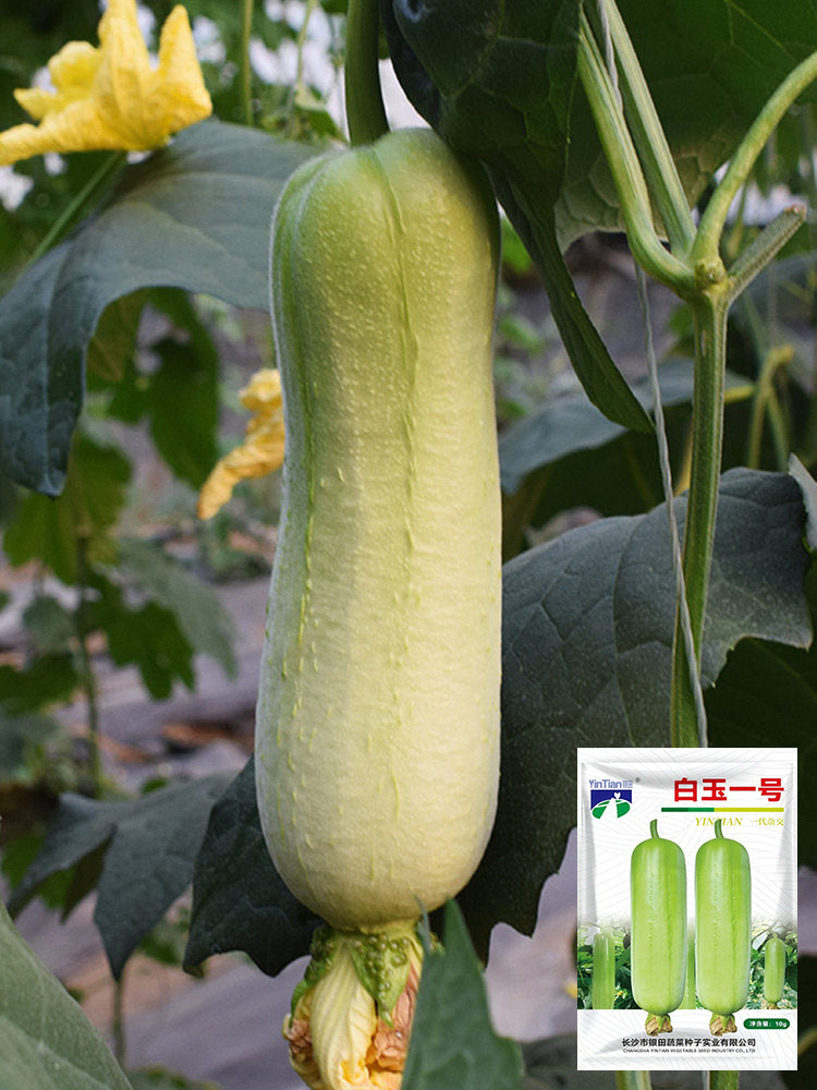 White Jade No.1 Luffa