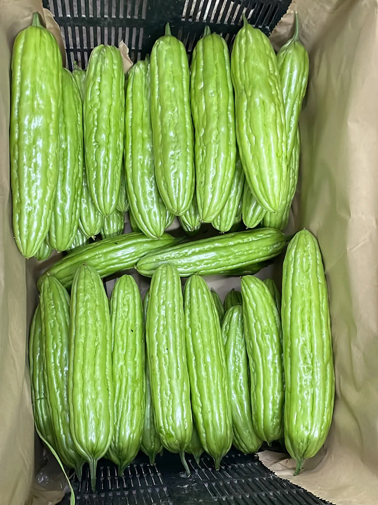Jiemei No.5 Bitter Gourd